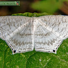 Spotted Swallowtail Wave Moth