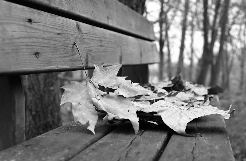 Foglie solitarie  di sbrilla