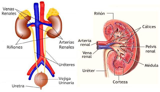 Resultado de imagen de APARATO EXCRETOR