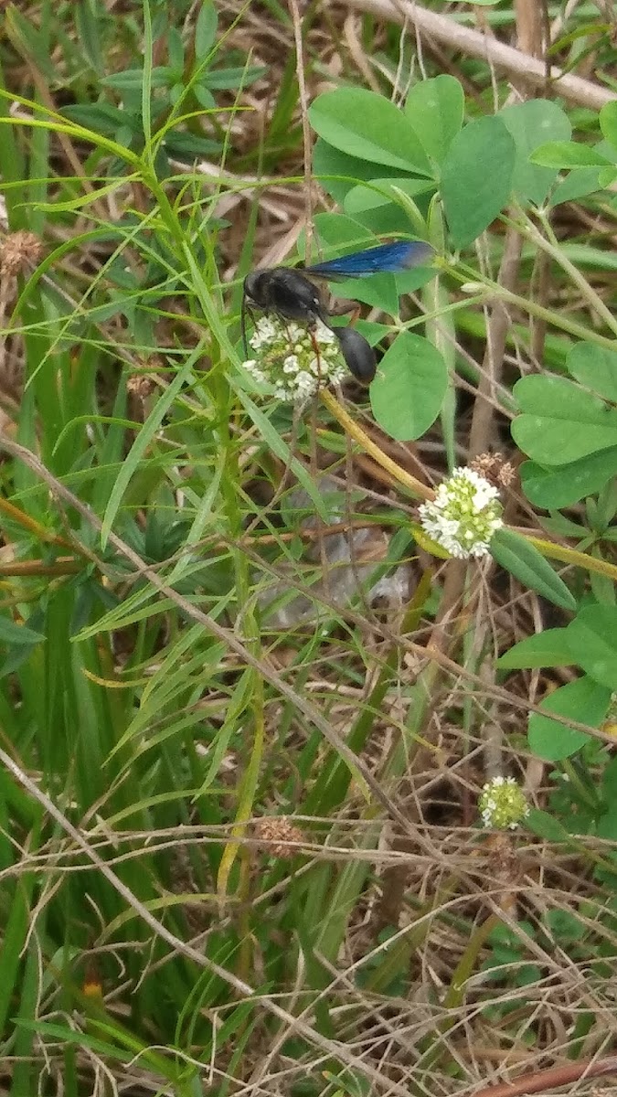 Great black wasp