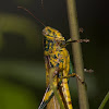 bird grasshopper