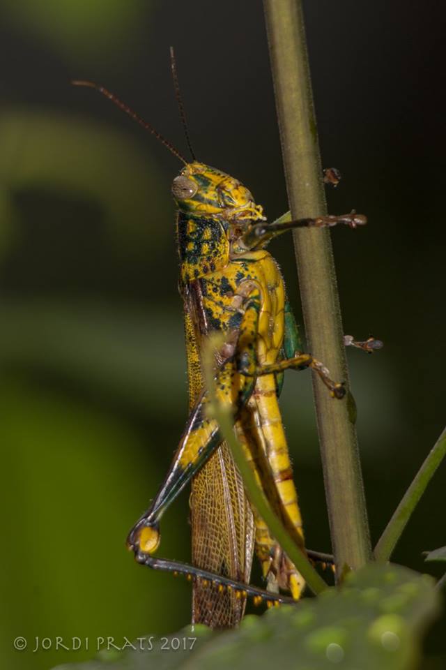 bird grasshopper