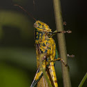 bird grasshopper