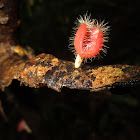 Bristly tropical cup