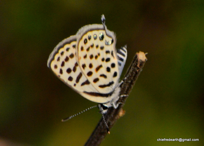 spotted pierrot