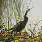 Anhinga