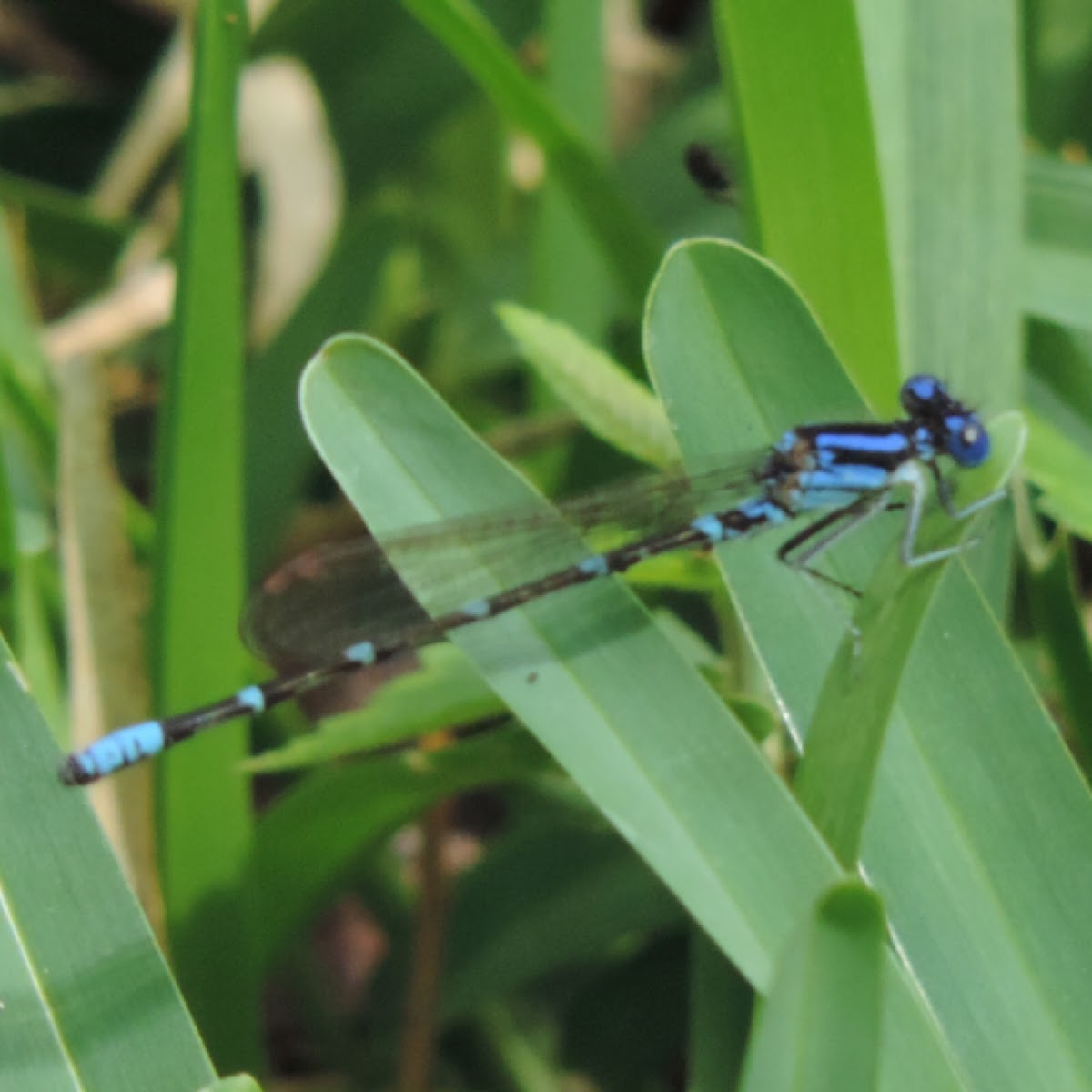 Blue-ringed Dancer