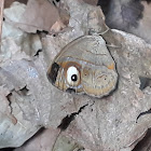 Malabar Glad-eye Bushbrown