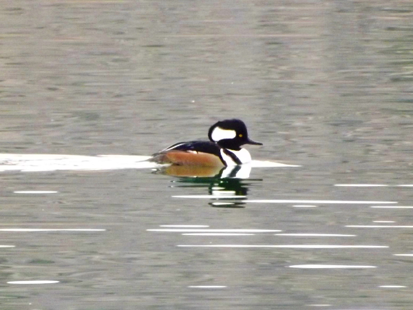 Hooded Merganser