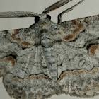 Brown-shaded Gray Moth