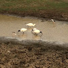 Black-headed ibis