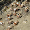 Fiddler Crabs