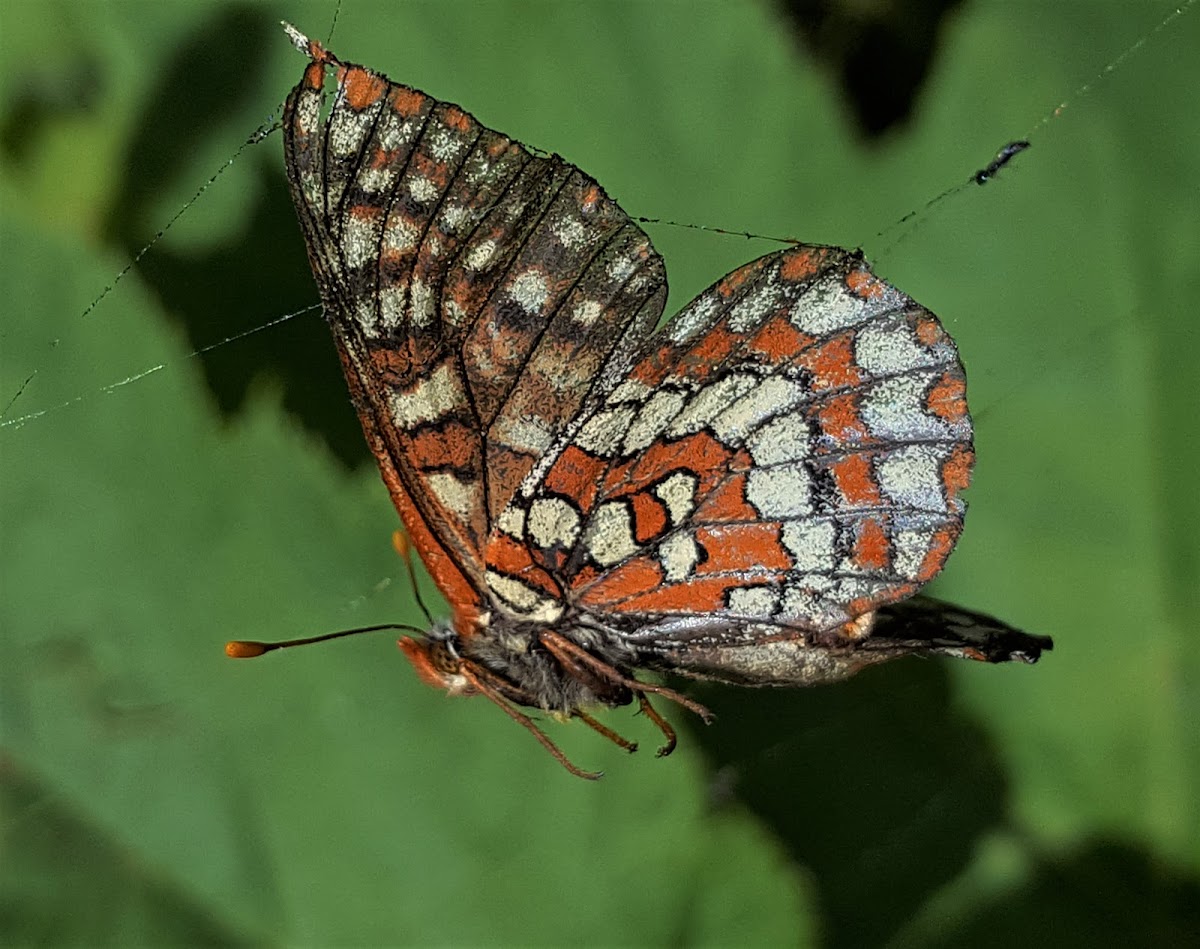 U/I brushfoot butterfly (fritillary)