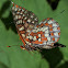 U/I brushfoot butterfly (fritillary)