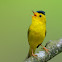 Wilson's warbler