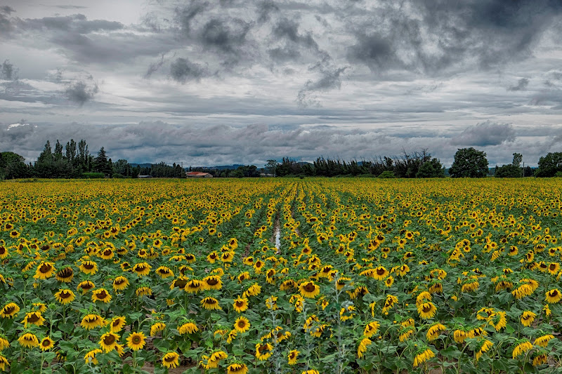 Il giallo della Luce di Tiziana Detoni