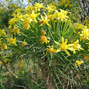 Yellow flowers with spiny leaves