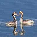 Great Crested Grebe