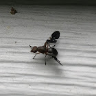 Picta Picture-winged Fly