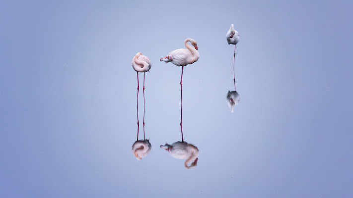  "Flamingos trio" di Bitop62