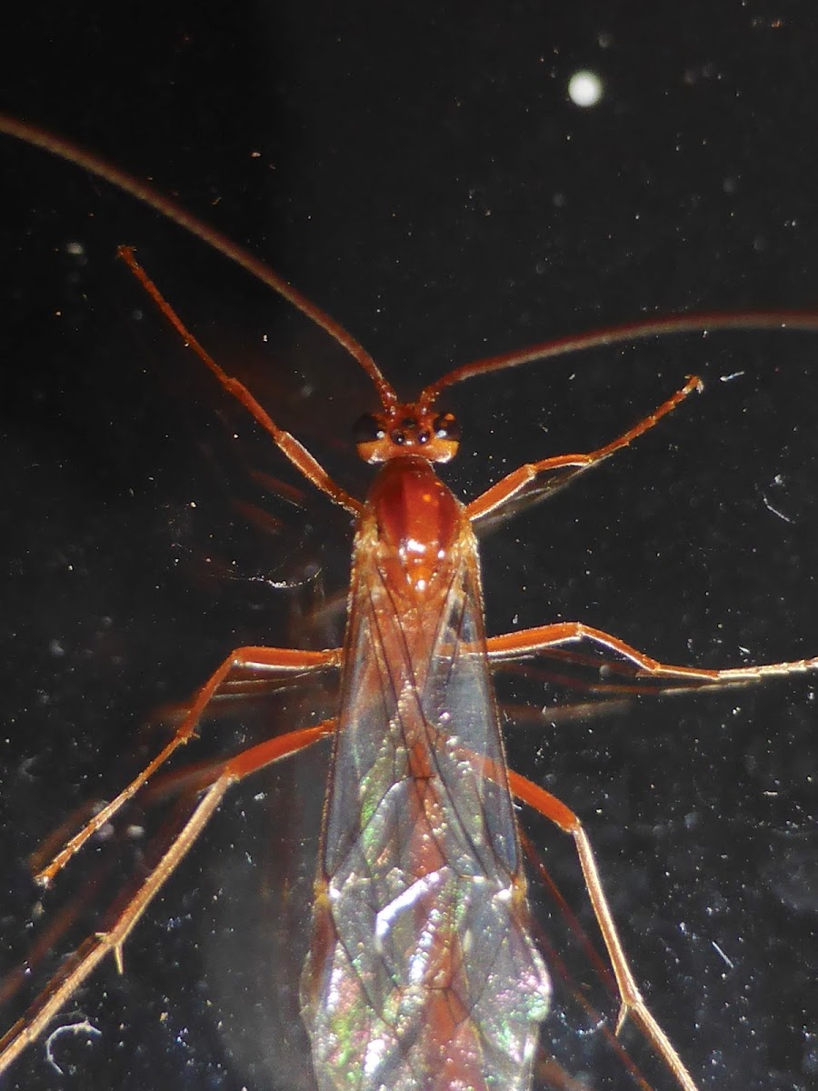 Short-tailed Ichneumon Wasp