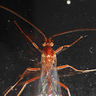 Short-tailed Ichneumon Wasp