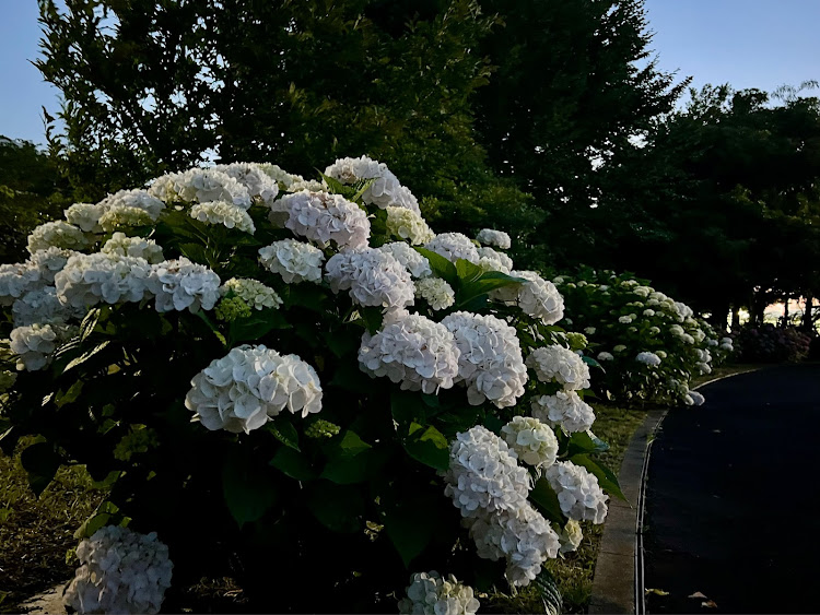 フェアレディZのプチいじり・街灯の下の愛車・紫陽花・６月もよろしくお願いしますに関するカスタム事例の投稿画像6枚目