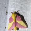 Rosy maple moth