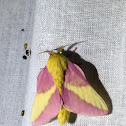 Rosy maple moth