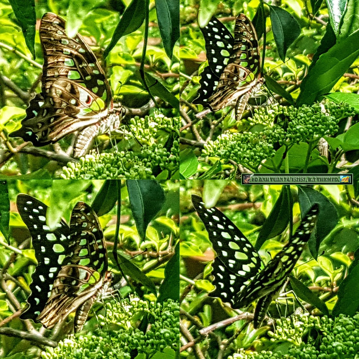 Tailed jay