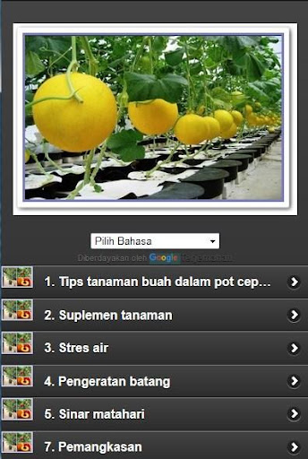 fruit cultivation in pots