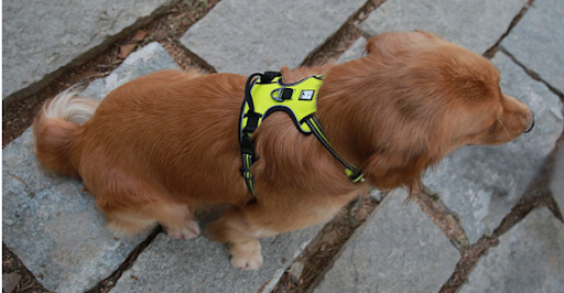 Title 11, Large dog pet protection chest back harness pro...