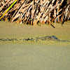 American Alligator