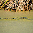 American Alligator