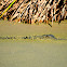 American Alligator