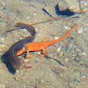 Eastern newts (mating)