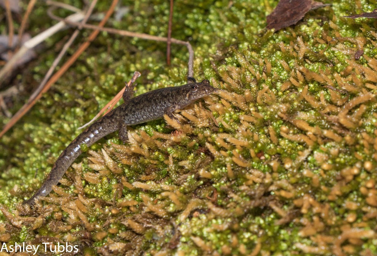 Spotted Dusky Salamander