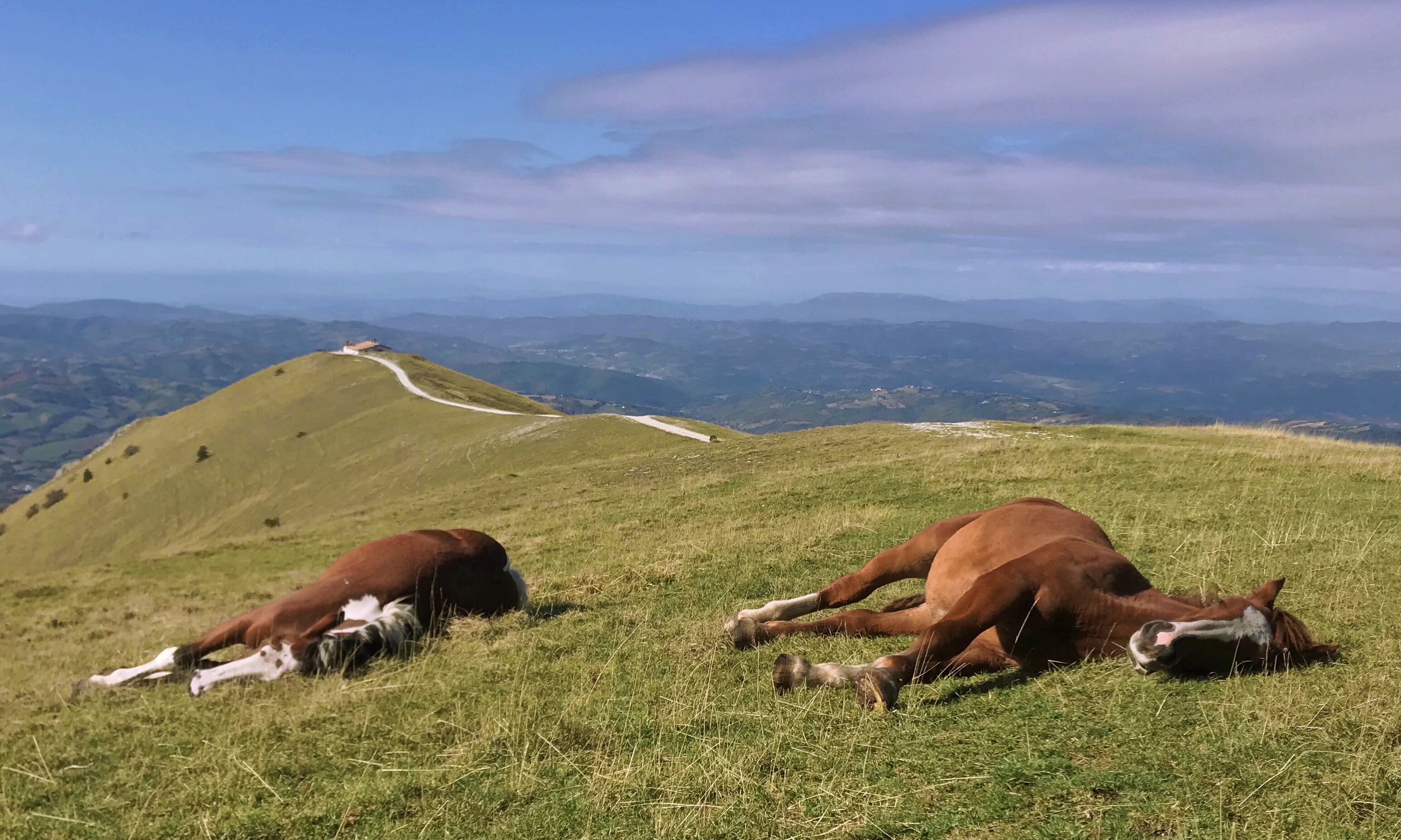 Sonnellino...😴😴 di francesco_scassellati