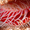 Flame Scallop, or Rough Fileclam