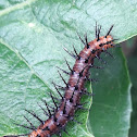 caterpillar