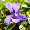 Wood Violet