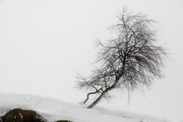 Nel bianco di lleone