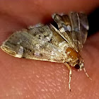 Spotted beetworm moth