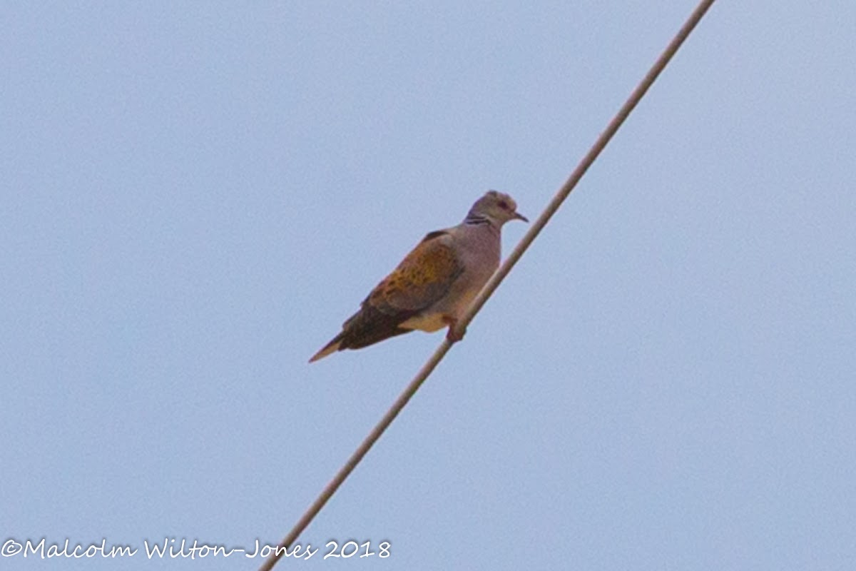 Turtle Dove; Tórtola Común