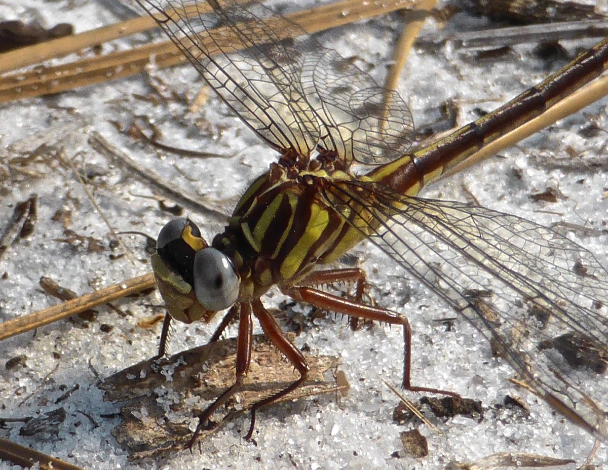 Cypress Clubtail ♀