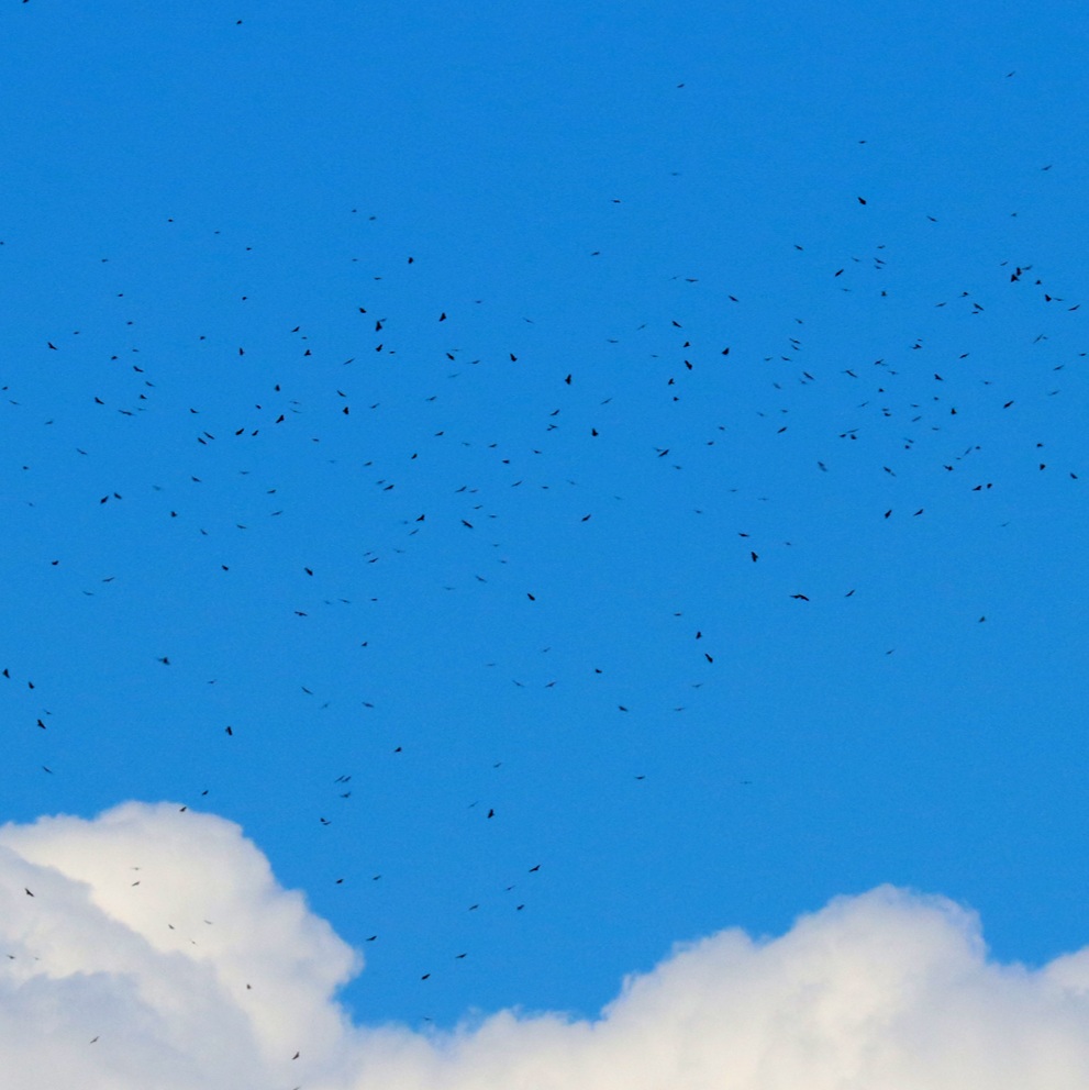 700+ Broad-winged Hawks (Kettle)