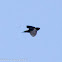 White-eyed River Martin