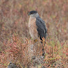 Cooper's hawk