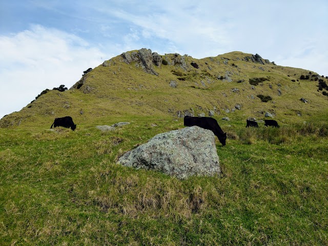 Smuggler's Bay Loop Track Cows