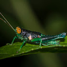 Psiloscirtus Grasshopper